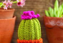 Knappe cactus knappe cactus