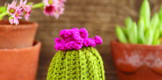 Knappe cactus knappe cactus