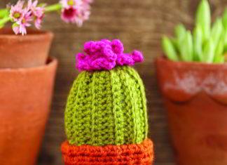 Knappe cactus knappe cactus