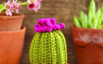 Knappe cactus knappe cactus