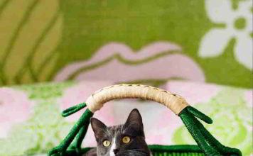 Pimp je mand pimp je mand