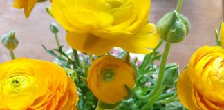 Vrolijke Lente Projecten