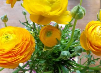 Vrolijke Lente Projecten