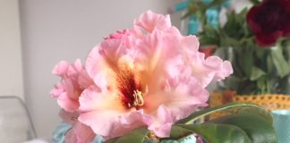 Een vrolijk tulpenvaasje