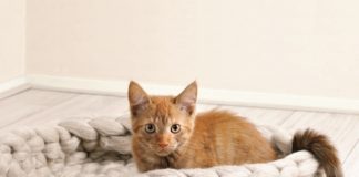 Gave poezenmand Poezenmand