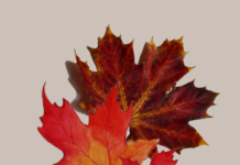 Het is herfst: wat nu? herfstbladeren