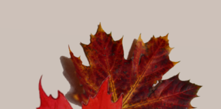 Het is herfst: wat nu? herfstbladeren