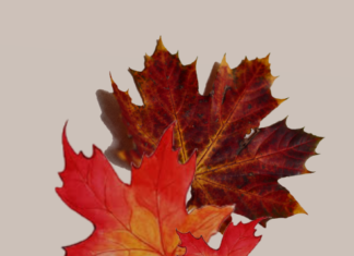 Het is herfst: wat nu? herfstbladeren