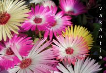 Tips voor je thuisvakantie vakantie 2020