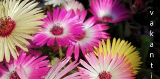 Tips voor je thuisvakantie vakantie 2020