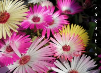 Tips voor je thuisvakantie vakantie 2020