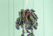 Hangplant Tradescantia zebrina