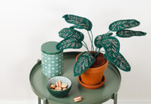 Pauwenplant Calathea Ornata